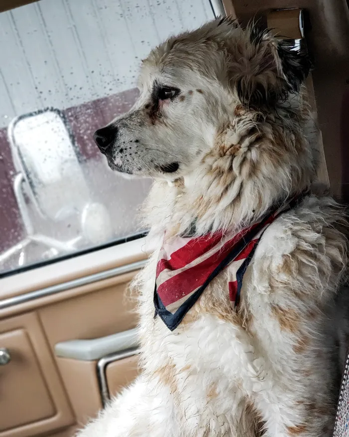 The real Joseph, a big white Great Pyrenees